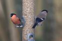 IMG_4390 Bullfinch.JPG